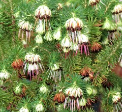 Erica recurvata