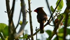 Cardinalis cardinalis saturatus