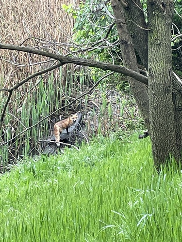 iNaturalist observation 2024-04-20