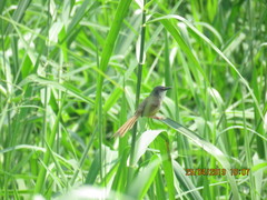 Prinia flaviventris sonitans