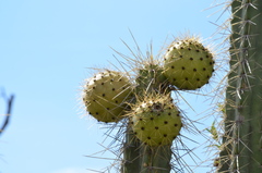 Corryocactus melanotrichus