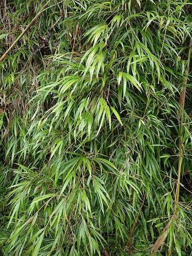 Kuruna debilis observed 2024-01-29