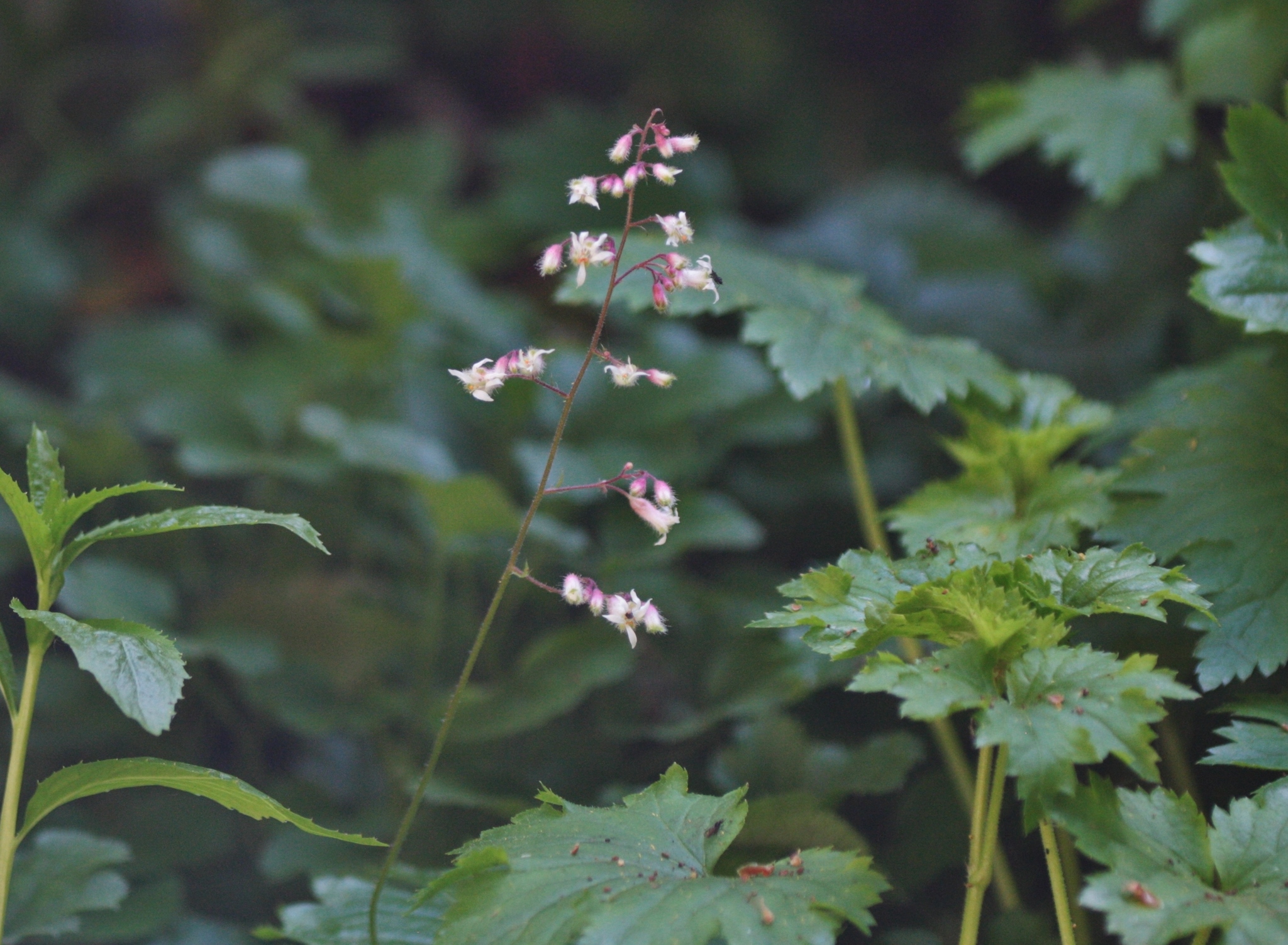 Heuchera caespitosa