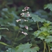 Tufted Alumroot - Photo (c) James Bailey, some rights reserved (CC BY-NC), uploaded by James Bailey