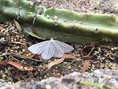 Neuromelia selectata