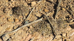 Myrmicaria nigra