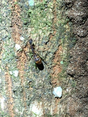 Camponotus ager