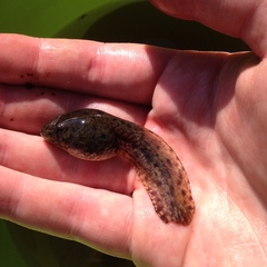 Lithobates pipiens