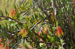 Tristerix penduliflorus