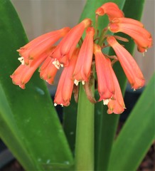 Clivia caulescens