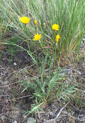 Crepis modocensis