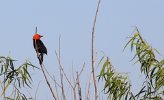 Amblyramphus holosericeus