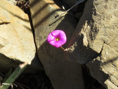 Oxalis strigosa