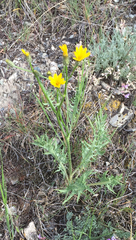 Crepis modocensis