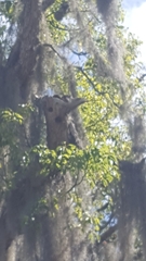 Melanerpes carolinus