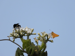 Cnidoscolus aconitifolius