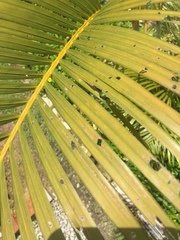 Dypsis lutescens
