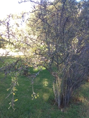 Dunalia brachyacantha