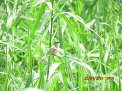 Prinia flaviventris sonitans