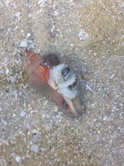 Amphioctopus marginatus