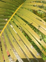 Dypsis lutescens
