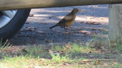 Turdus olivaceus