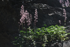 Heuchera caespitosa
