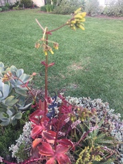 Kalanchoe sexangularis