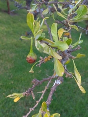 Dunalia brachyacantha