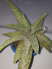 Gasteria