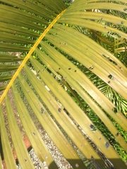 Dypsis lutescens