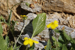 Viola purpurea quercetorum