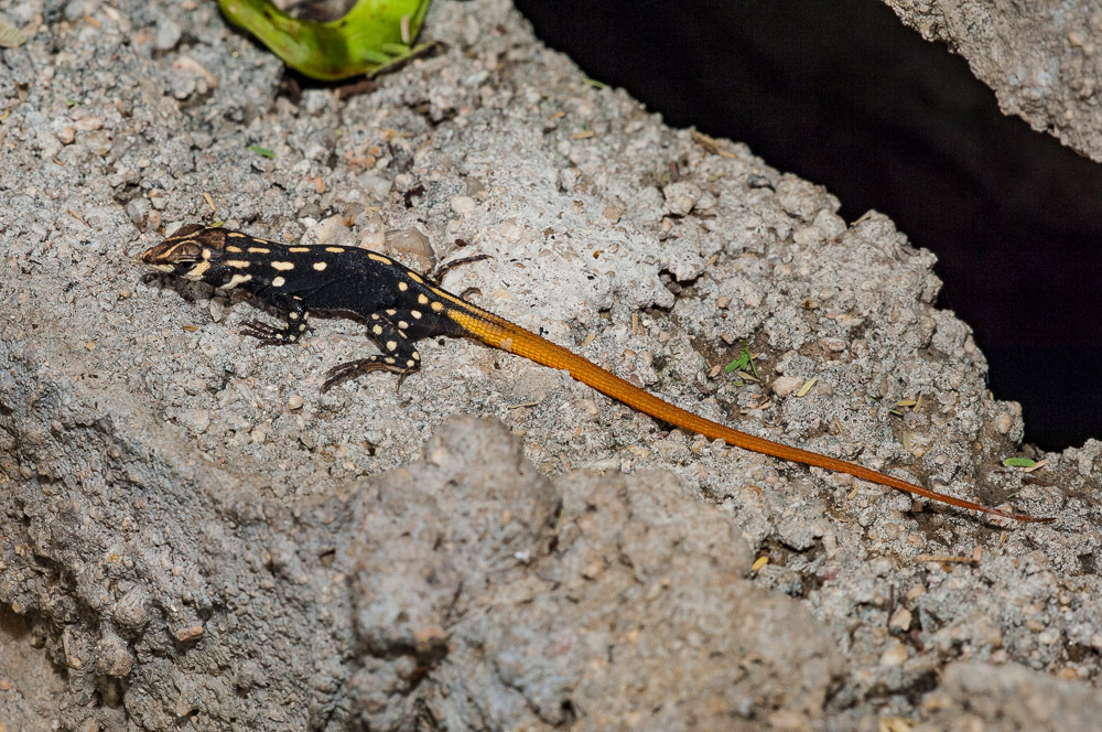 Bushveld Lizard from Epako Game Lodge, Namibia on April 14, 2006 at 12: ...