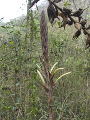 Pitcairnia recurvata, photograph (c) Matteo Cassella, some rights reserved (CC BY-SA)