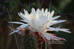 Nyctocereus serpentinus