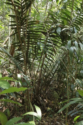 Ceratozamia robusta, photograph 3