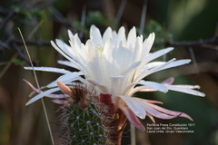 Nyctocereus serpentinus
