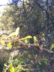 Dunalia brachyacantha