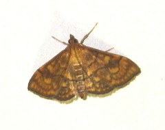 Anania verbascalis