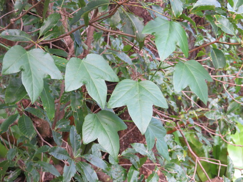 Image of Passiflora herbertiana by (c) ian_mcallan, some rights reserved (CC BY)
