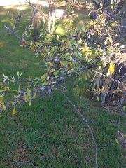 Dunalia brachyacantha