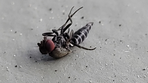 Houdini Fly photo 4
