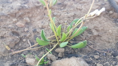Oxalis monophylla monophylla