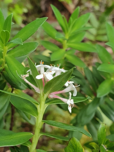 Image of Pimelea longifolia by (c) Corli du Toit Smith, some rights reserved (CC BY)