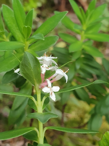 Image of Pimelea longifolia by (c) Corli du Toit Smith, some rights reserved (CC BY)