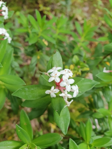 Image of Pimelea longifolia by (c) Corli du Toit Smith, some rights reserved (CC BY)