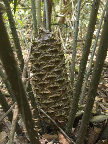 Ceratozamia robusta, photograph 1