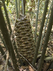 Ceratozamia robusta