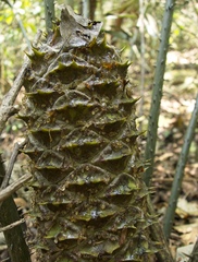 Ceratozamia robusta, photograph (c) Matteo Cassella, some rights reserved (CC BY-SA)