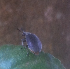 Coleoptera